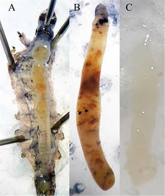 Transcriptomics and interactomics during the primary infection of an SfNPV baculovirus on Spodoptera frugiperda larvae